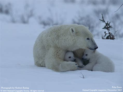 Polar Bears National Geographic Photo 6901640 Fanpop