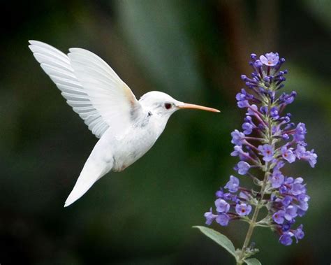 Amazing Photographs Of Rare White Animals Hummingbird Photos Ruby