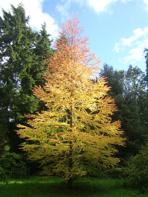 Cercidiphyllum Japonicum Katsura Tree Autumn Colours Plant Scented