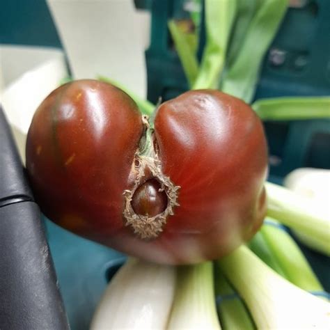 Waduh Tomat Ini Bentuknya Mirip Alat Kelamin Wanita
