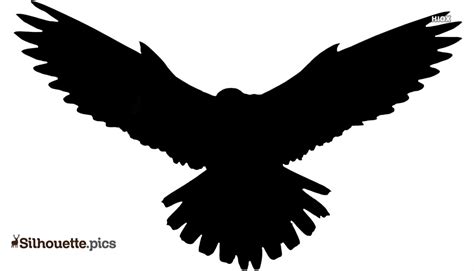 Prairie Falcon Silhouette Images