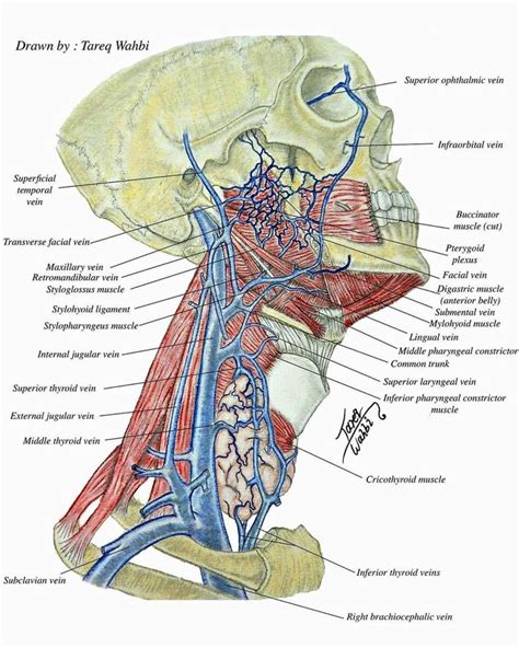 Anatomical Illustration Showing Veins Of The Neck Region Medizzy