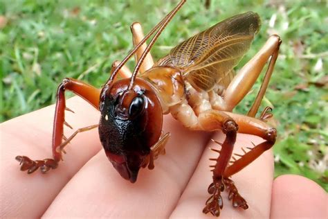 Australian Raspy Cricket Has The Strongest Bite Of 650 Insect Species