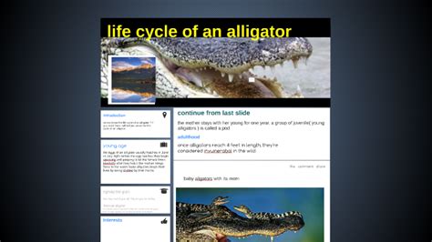 Life Cycle Of An Alligator By Joshua L