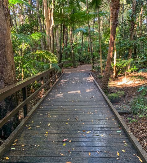 Testing clinics on the sunshine coast will be open for extended hours and ms d'ath urged people to. Maroochy Regional Bushland Botanic Garden: Fern Glade walk - Adventure Sunshine Coast