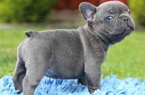 The chicago french bulldog rescue appreciates any amount you can donate. French Bulldog Puppies for Adoption - The Things You Need ...