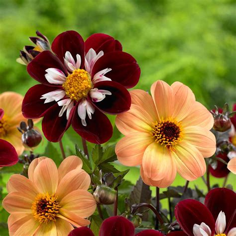 Mignon Dahlias Have Daisy Like Flowers With A Single Row Of Petals