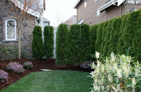 One of the best shrubs for privacy is the compact boxwood. Privacy Please! | Faddegon's Nursery, Inc.