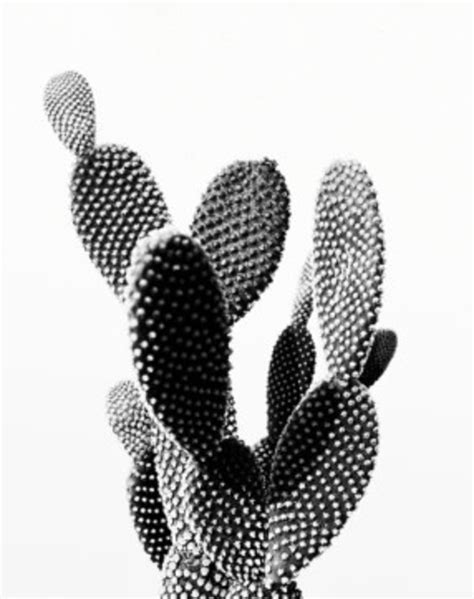 Cactus Photo Printable File Cactus Landscape Black And White Modern