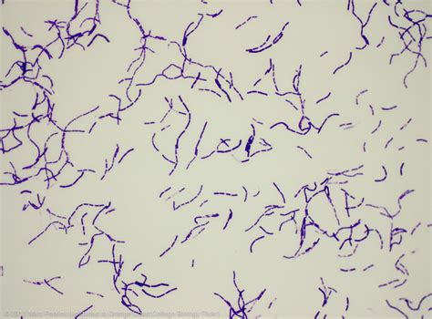 Bacillus Megaterium 400x Flickr Photo Sharing