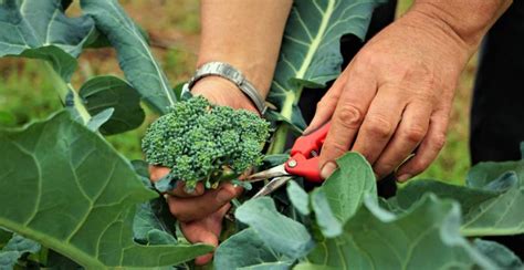 Broccoli Plants How To Plant Grow And Harvest Broccoli Gardeners