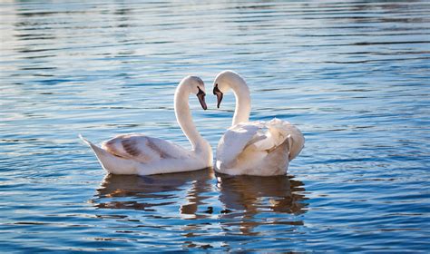 Two Swans Romance 4k Wallpaper