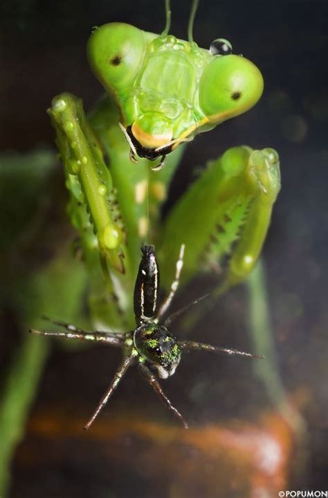 Pin By Delores Eve Bushong On Praying Mantis Scary Bugs Insects