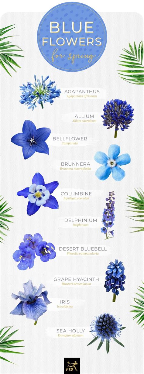 Lily is currently one of the most popular baby names in england and wales. 30 Types of Blue Flowers | Blue flower names, Popular ...