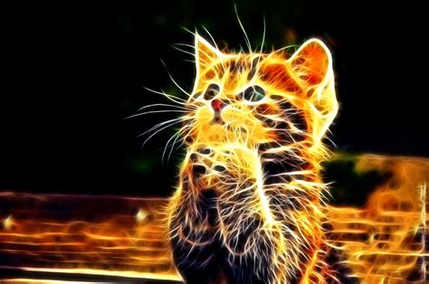 Wallpaper Abstract Tiger Furry Big Cats Whiskers Leopard Kitty