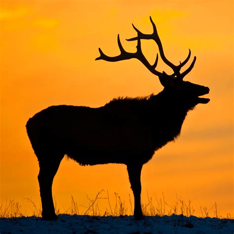 Elk Blugling At Sunset Taken In Pine Island Minnesota Wildtones