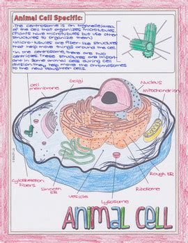 All living organisms are composed of cells, from just one (unicellular) to many trillions (multicellular). Animal and Plant Cell Biology Doodle Diagrams by Science ...