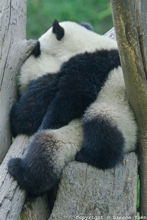 ️theres A Lot Of Love In This Tree Panda Bear Panda Love Panda