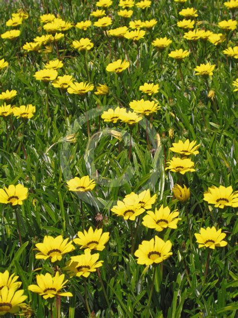 Rigens gazania compositae (asteraceae) 勛章菊. Gazania rigens rigens | Clumping Gazania, Treasure Flower ...