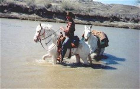spanish mustang horse  pony breeds  equiworldnet equestrian information