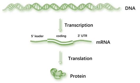 They are safe and effective at preventing the benefit of mrna vaccines, like all vaccines, is those vaccinated gain protection without ever having to risk the serious consequences of getting. mRNA Reengineering Technology for Protein Production ...