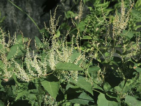 Call our professional team today for a prompt service. Japanese knotweed: Removal tips and images of plant ...