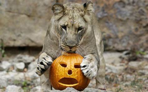 Lions At Fort Worth Zoo Get Early Halloween Meat Treat