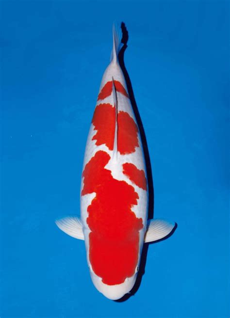 Kohaku Guide To Koi Breeds Hanover Koi Farms