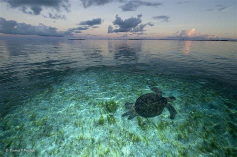Green haven | Wildlife Photographer of the Year | Natural History Museum