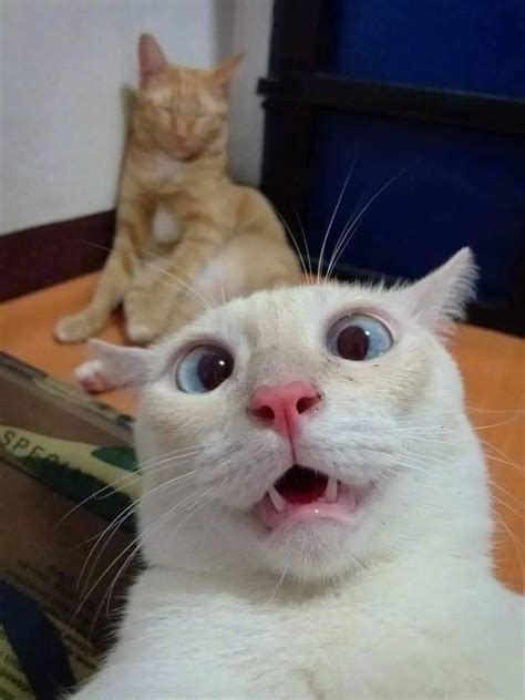 33 Funny Cats Pictures To Make You Laugh Out Loud Funny Cat Faces