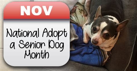 November Is National Adopt A Senior Dog Month