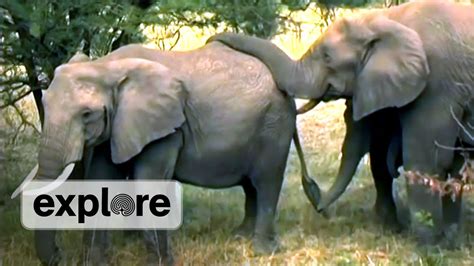 Elephants In Love Youtube