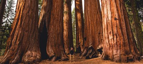Guide For Visiting The Sequoia National Park Cuddlynest
