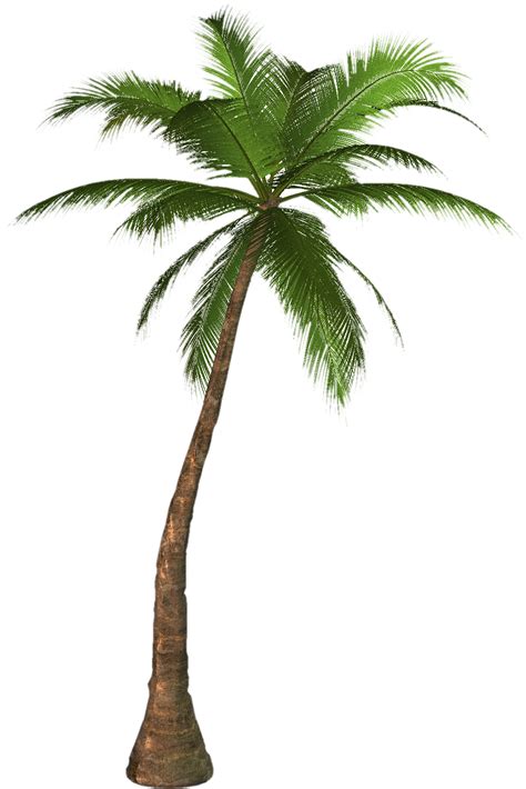 Palm Tree Png Image For Free Download