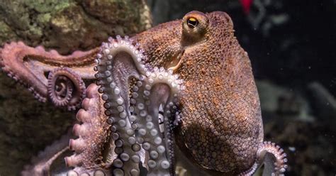 It was released on netflix on september 7, 2020. Kijktip op Netflix: My Octopus Teacher - Animals Today
