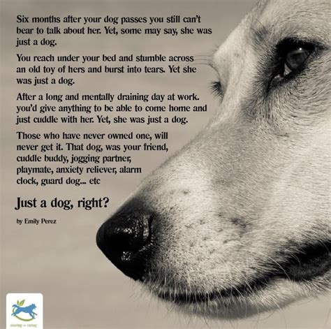 Pin By 🐾 C~a~t~h~y 🐾 On Loss Of Faithful Friend Dog Poems Dogs