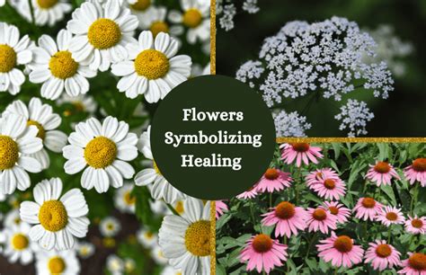Flower Symbolic Meaning Healing Best Flower Site