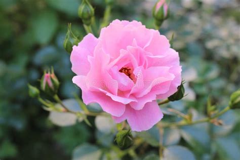 Beautiful Scented Pink Roses Bloom In The Garden Stock Photo Image Of