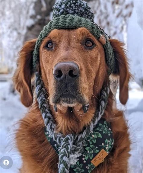 10 Cute Crochet Dog Hat Patterns To Make For Your Pup Easy Crochet