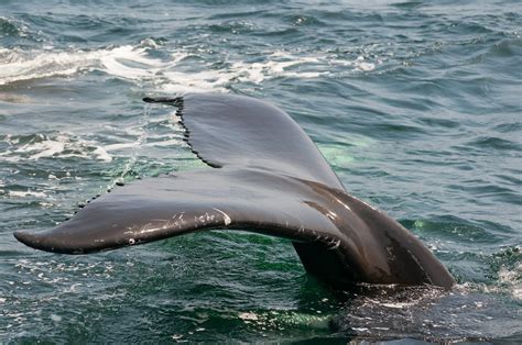 Avvistata Balena Gigante Vicino Alla Costa I Sub Tagliano La Corda E