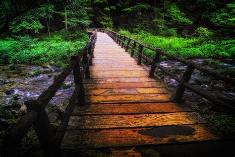 Wood Bridge Over A Creek In A Forest By John Wang