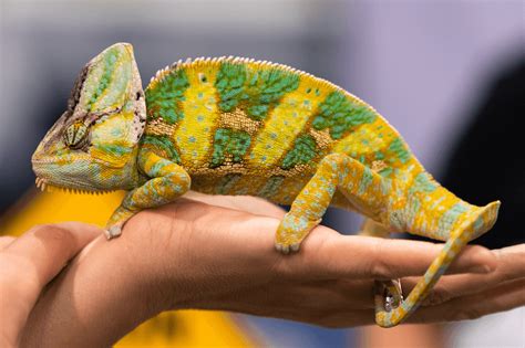 How Much Is A Chameleon? Species Price List & Setup Costs - More Reptiles
