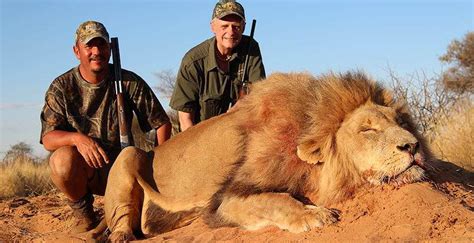 Trophy Hunting The Lion In South Africa Ash Adventures