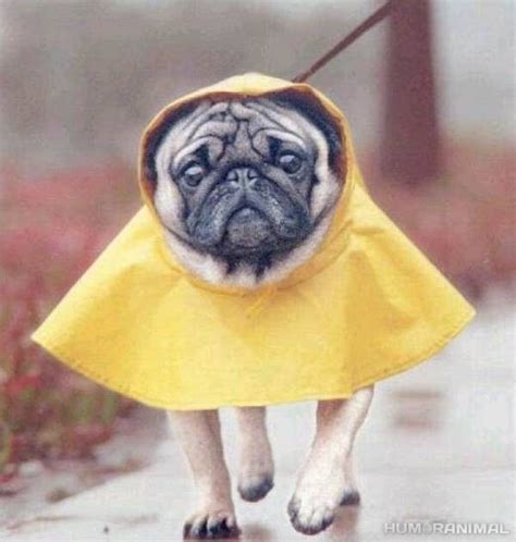 Check spelling or type a new query. Rain? No problem! | Pugs, Pug love, Cute pugs