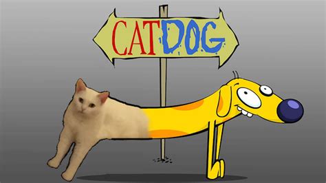 Keep scrolling to see some adorable pictures of cats and dogs together and some pups that may have. The Internet Had Its Way With A Photo Of A Cat Sitting ...