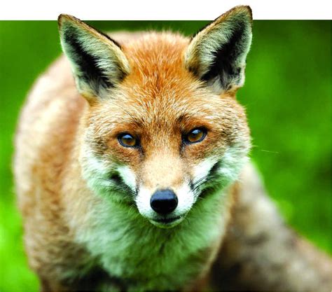 Red Foxes On The Prowl Sunshine Coast Daily