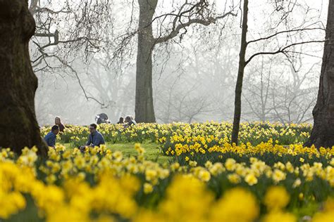 Where To See Spring Flowers In London Blog