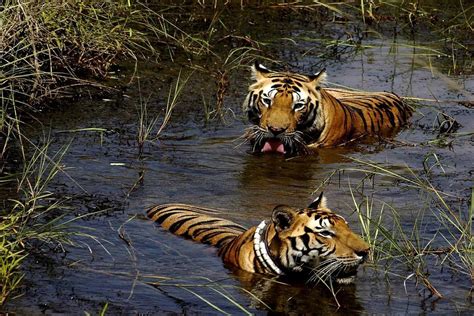 Explore The Indian National Parks And Know More About Wildlife