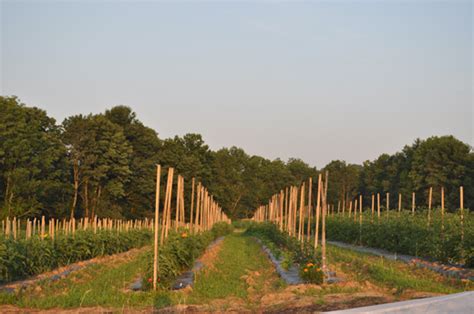 Summer Harvest › Double Brook Farm