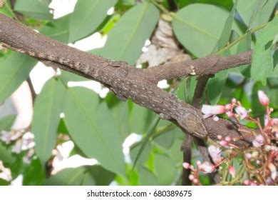 Giant Tree Snail Sinharaja Rainforest Sri Stock Photo 1080461096